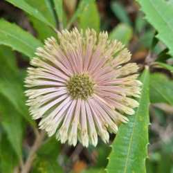 oblongifolia